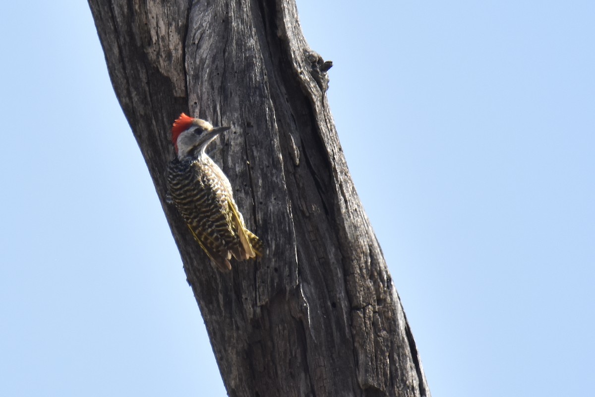 Cardinal Woodpecker - ML645228764