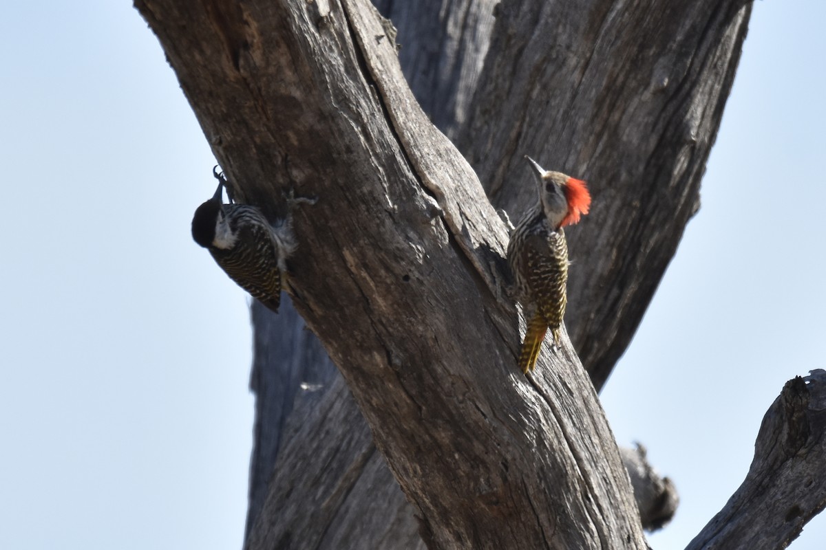 Cardinal Woodpecker - ML645228765