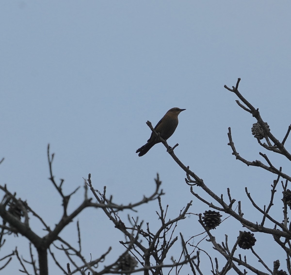 Rusty Blackbird - ML645228766