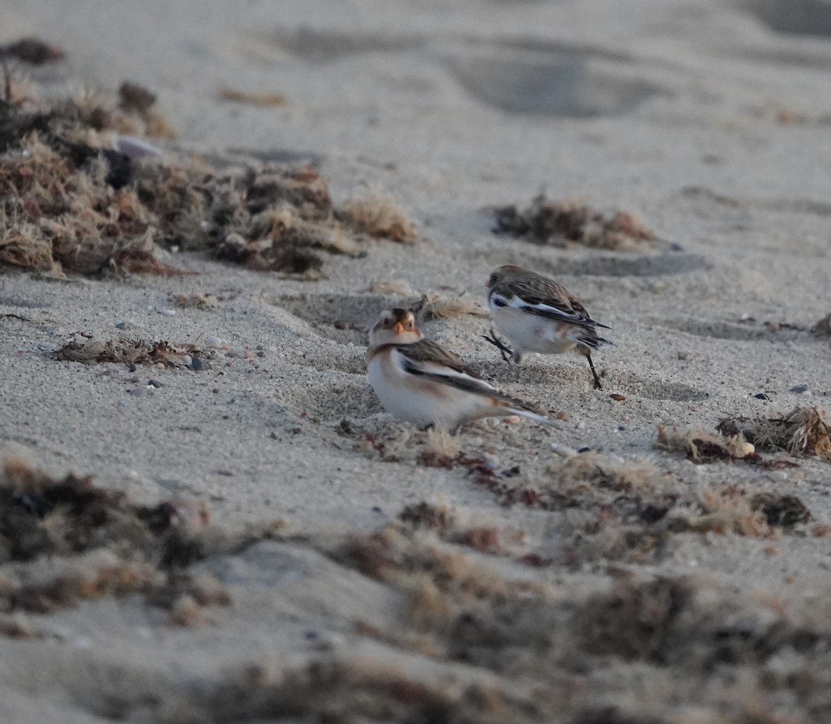 Snow Bunting - ML645228773