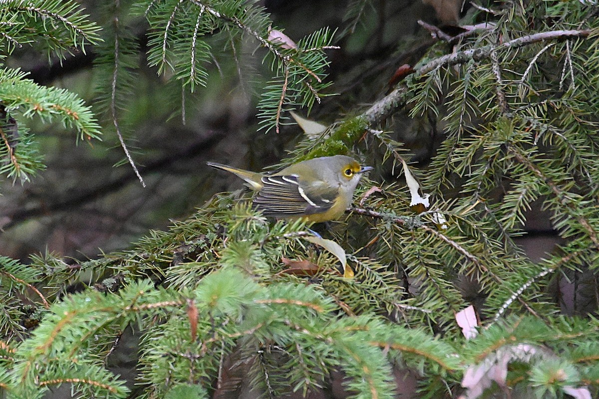 White-eyed Vireo - ML645228790