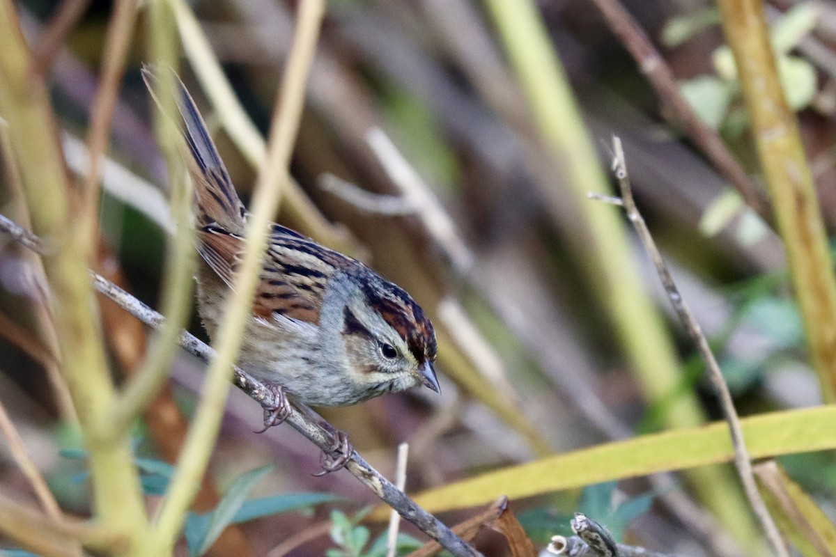 Bruant des marais - ML645228798