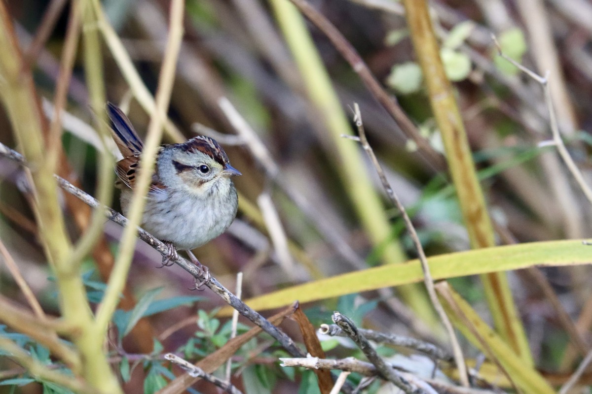 Bruant des marais - ML645228799