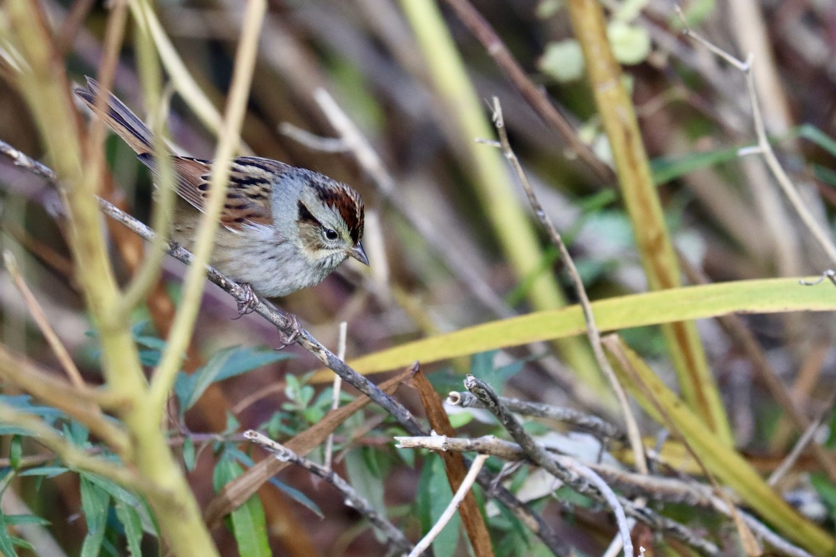 Bruant des marais - ML645228800
