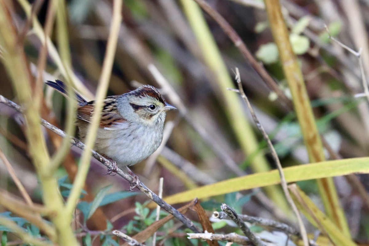 Bruant des marais - ML645228801