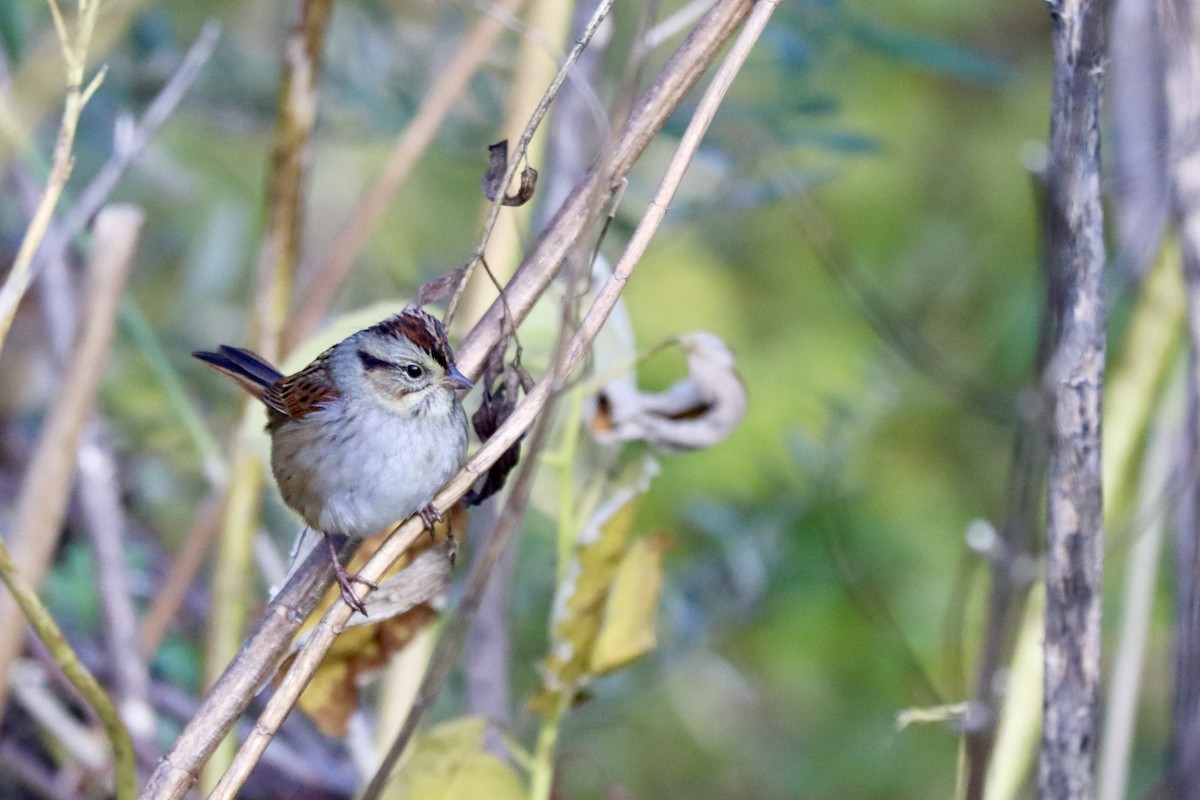 Bruant des marais - ML645228802