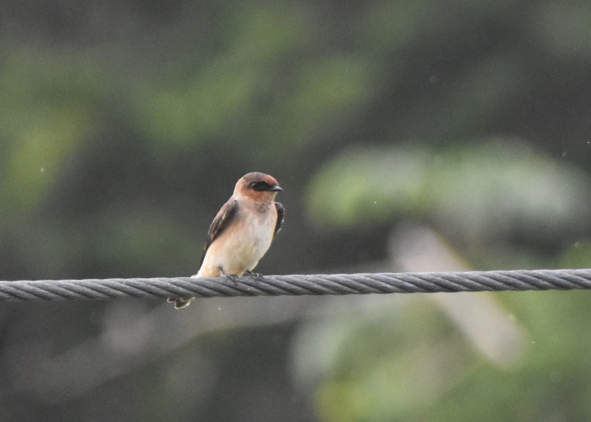 Cave Swallow - ML645228803