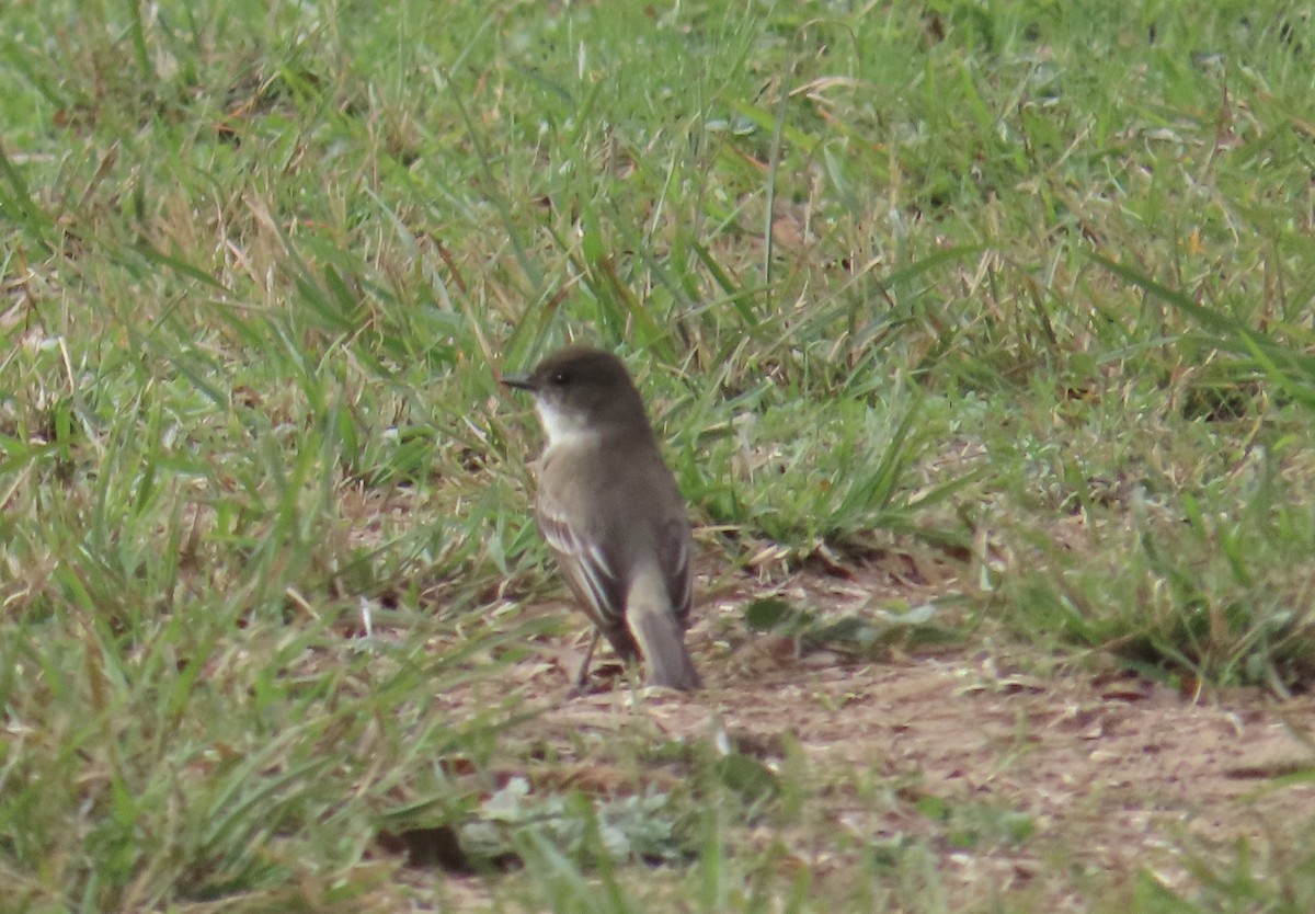 Weißbauch-Phoebetyrann - ML645228811