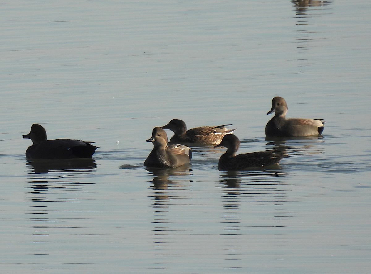 Ánade Friso - ML645228827