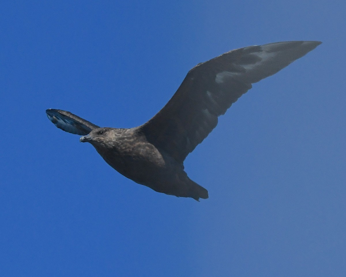 Págalo Chileno - ML645228829