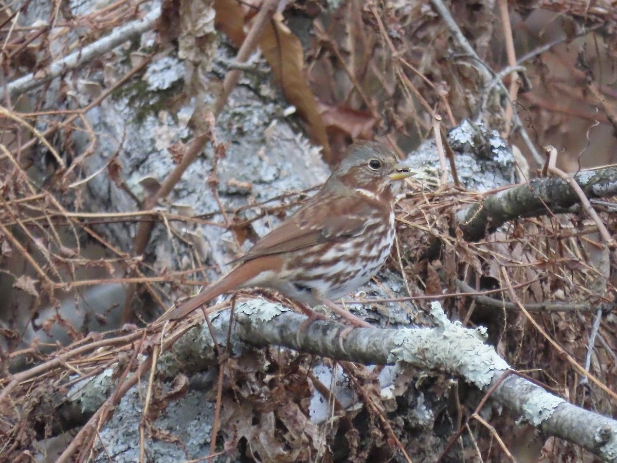 Chingolo Zorruno (iliaca/zaboria) - ML645228831