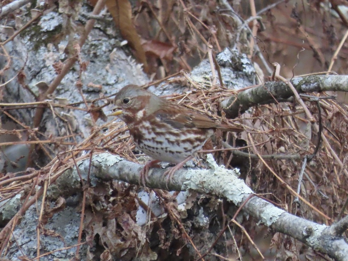 Chingolo Zorruno (iliaca/zaboria) - ML645228832