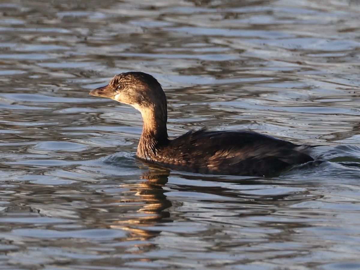Zampullín Picogrueso - ML645228833