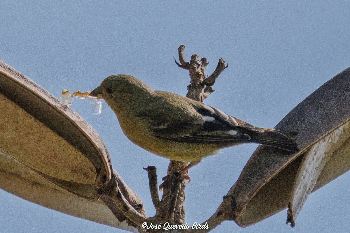 Jilguero Menor - ML645228836