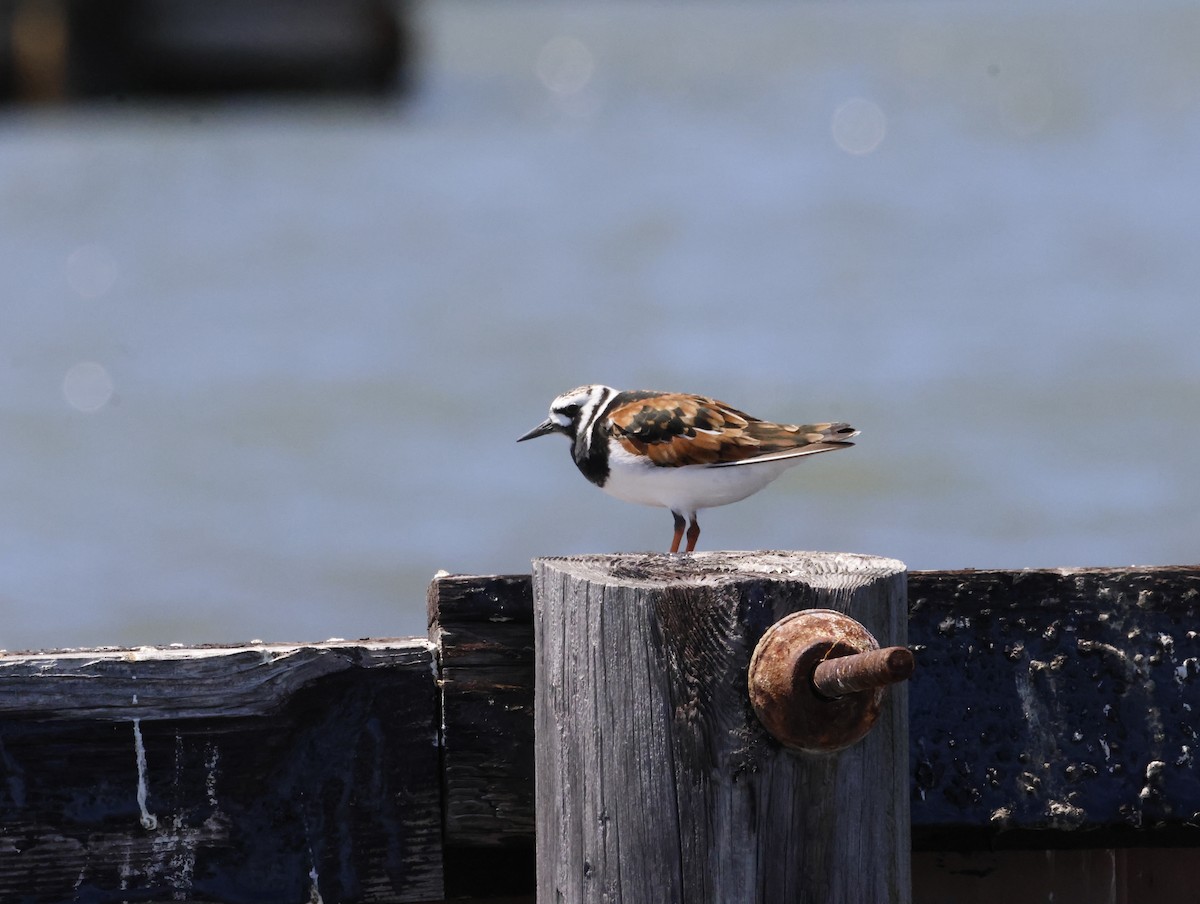 Vuelvepiedras Común - ML645228841