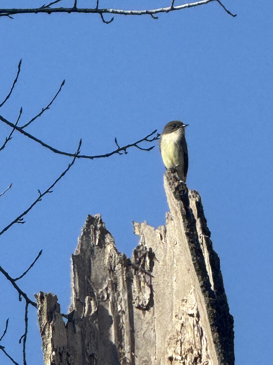 Eastern Phoebe - ML645228842