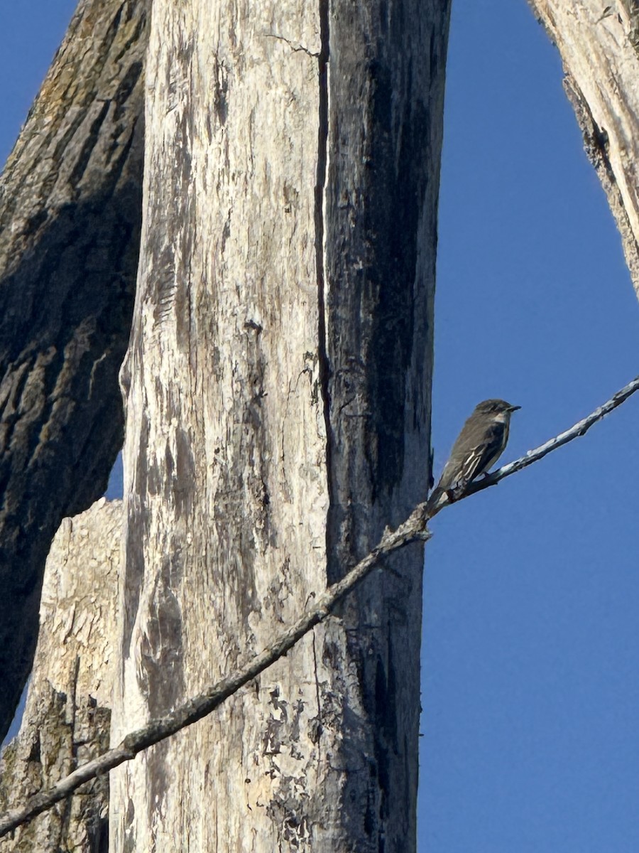 Eastern Phoebe - ML645228843