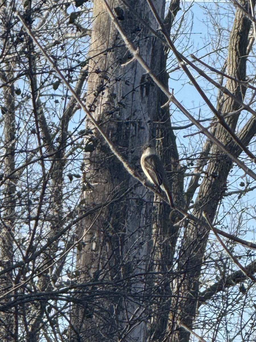 Eastern Phoebe - ML645228844