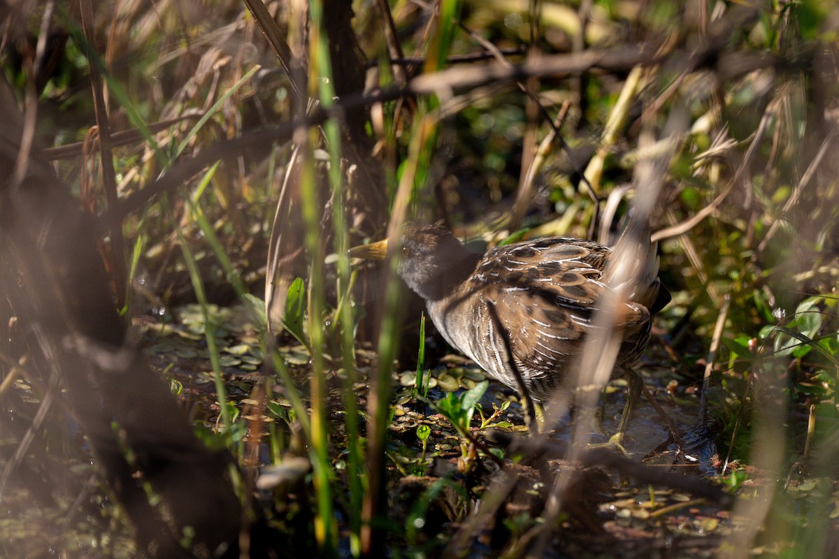 Polluela Sora - ML645228845