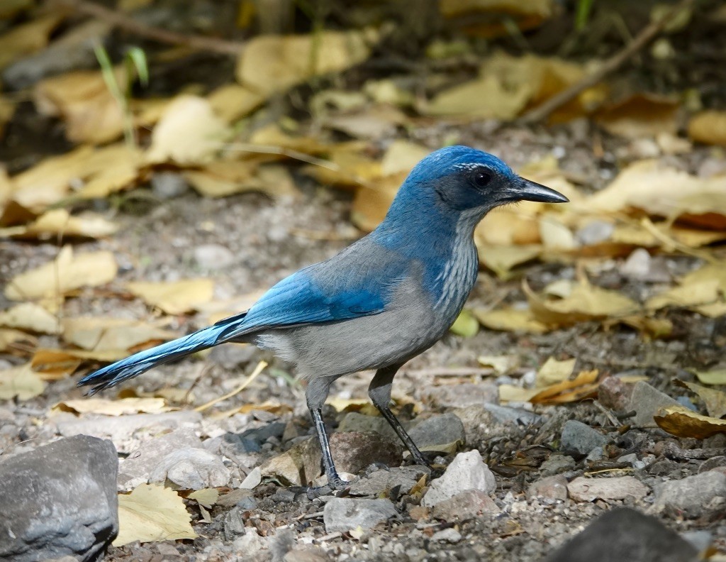 Chara de Woodhouse (grupo woodhouseii) - ML645228846