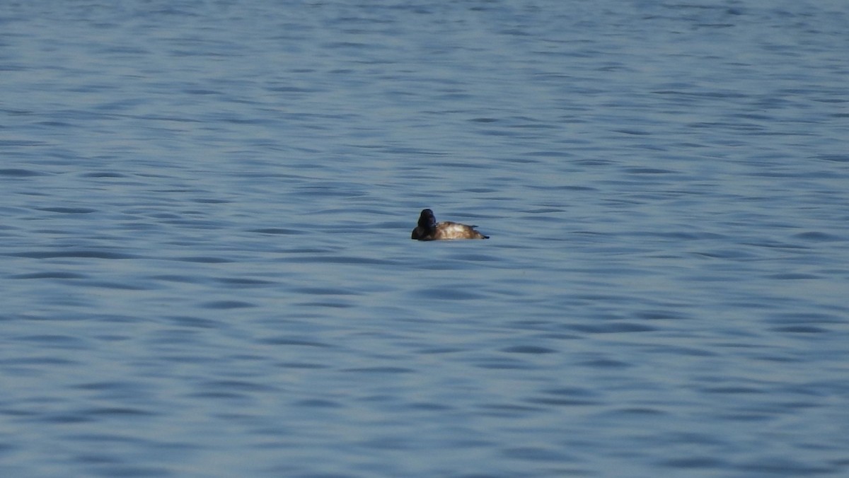 Porrón Bastardo - ML645228847