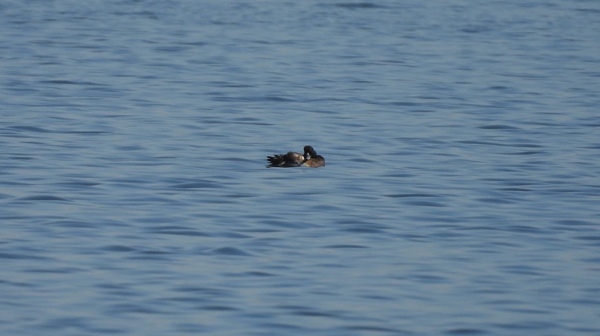 Porrón Bastardo - ML645228848