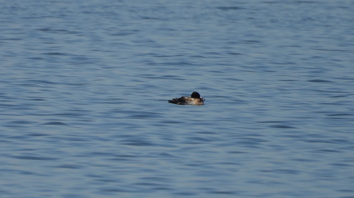 Porrón Bastardo - ML645228849