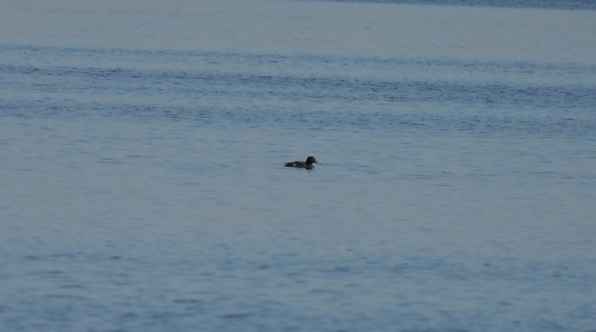 Porrón Bastardo - ML645228850