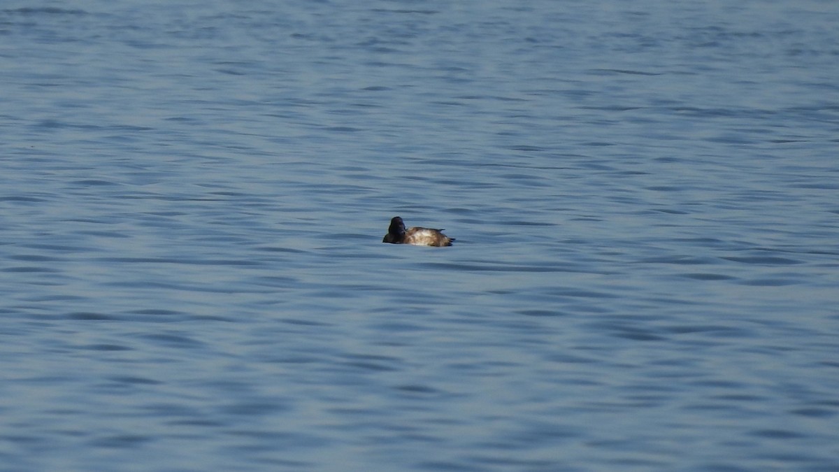 Porrón Bastardo - ML645228851