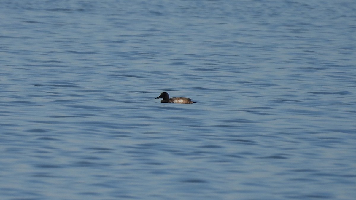Porrón Bastardo - ML645228852