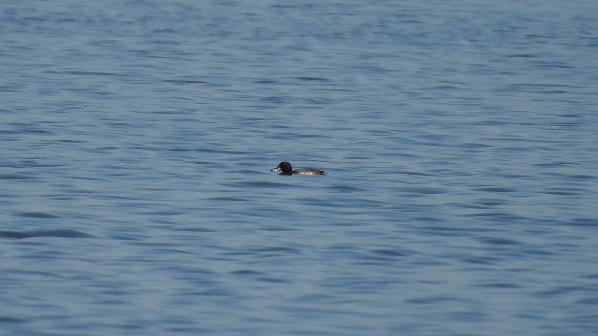 Porrón Bastardo - ML645228853