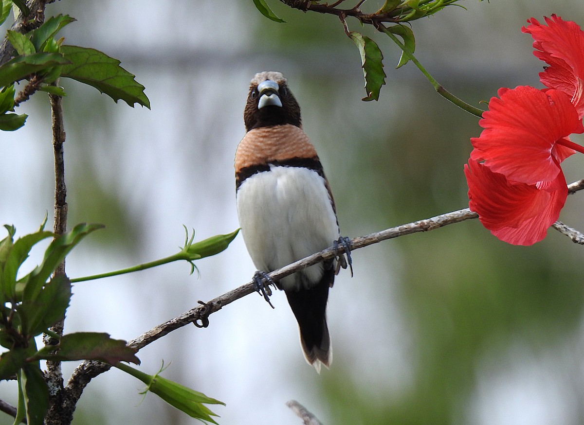 Capuchino Pechicastaño - ML645228854