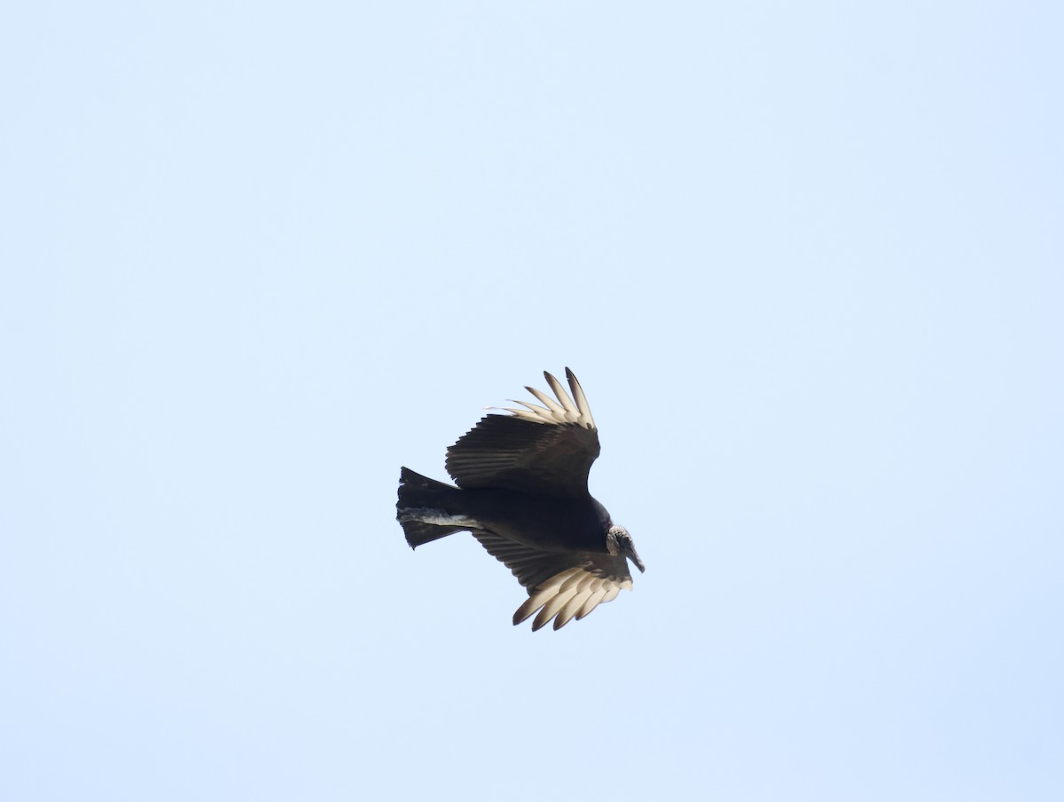 Чёрная катарта - ML645228855