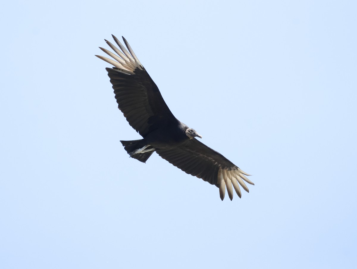 Gaviota Guanaguanare - ML645228857