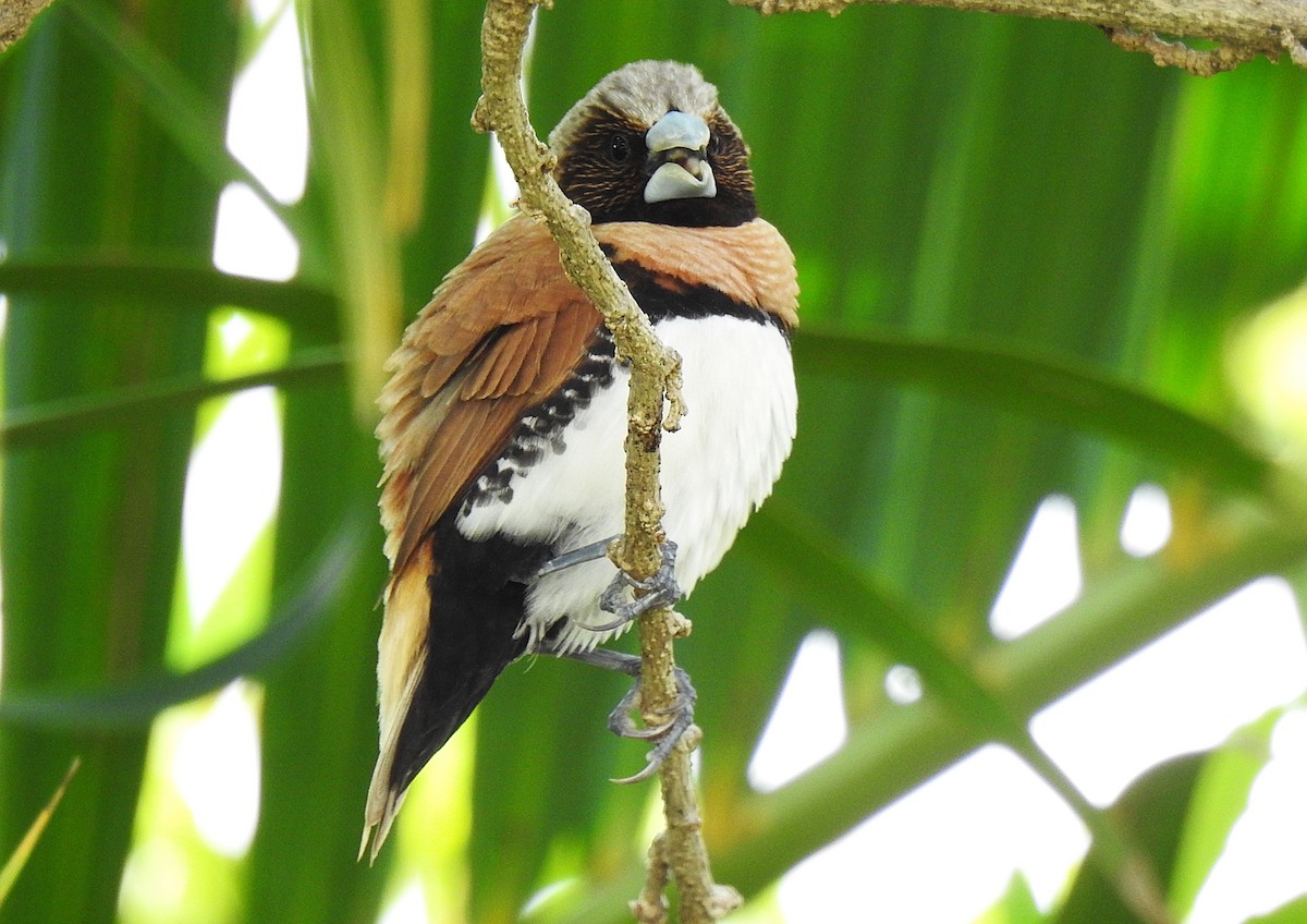 Capuchino Pechicastaño - ML645228858