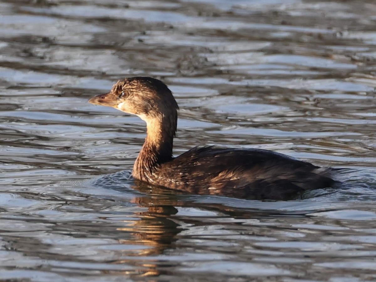 Zampullín Picogrueso - ML645228859