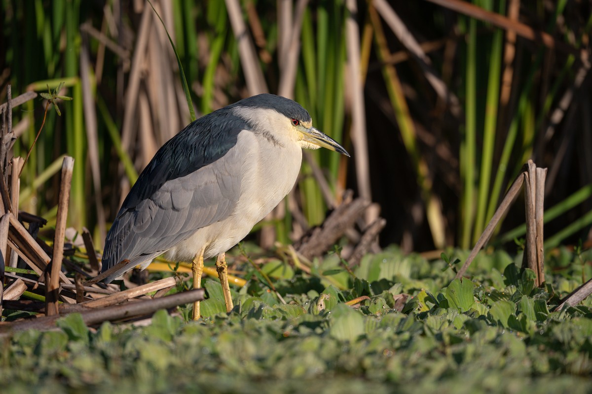 Martinete Común - ML645228860