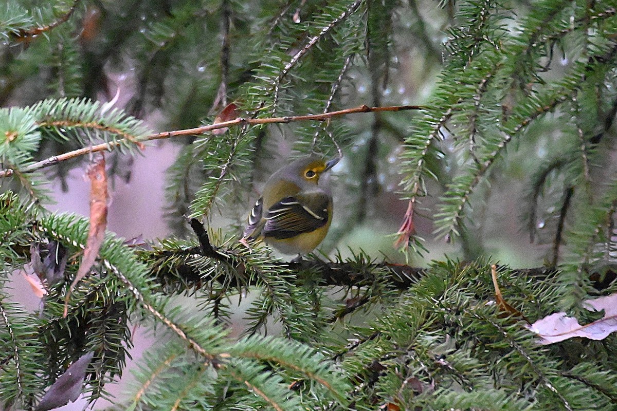 White-eyed Vireo - ML645228861