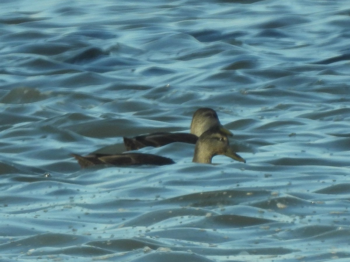 Ánade Sombrío - ML645228865