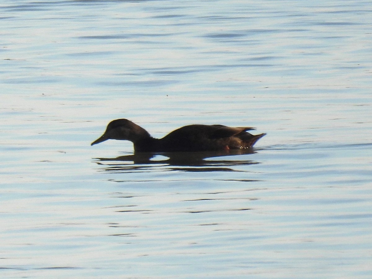 Ánade Sombrío - ML645228866