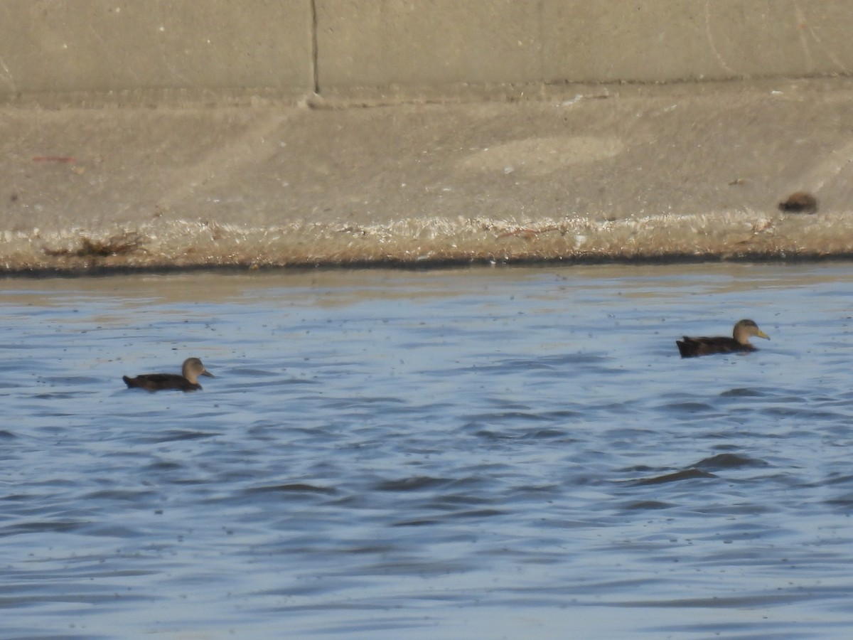 Ánade Sombrío - ML645228867