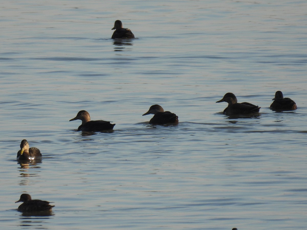 Ánade Sombrío - ML645228868