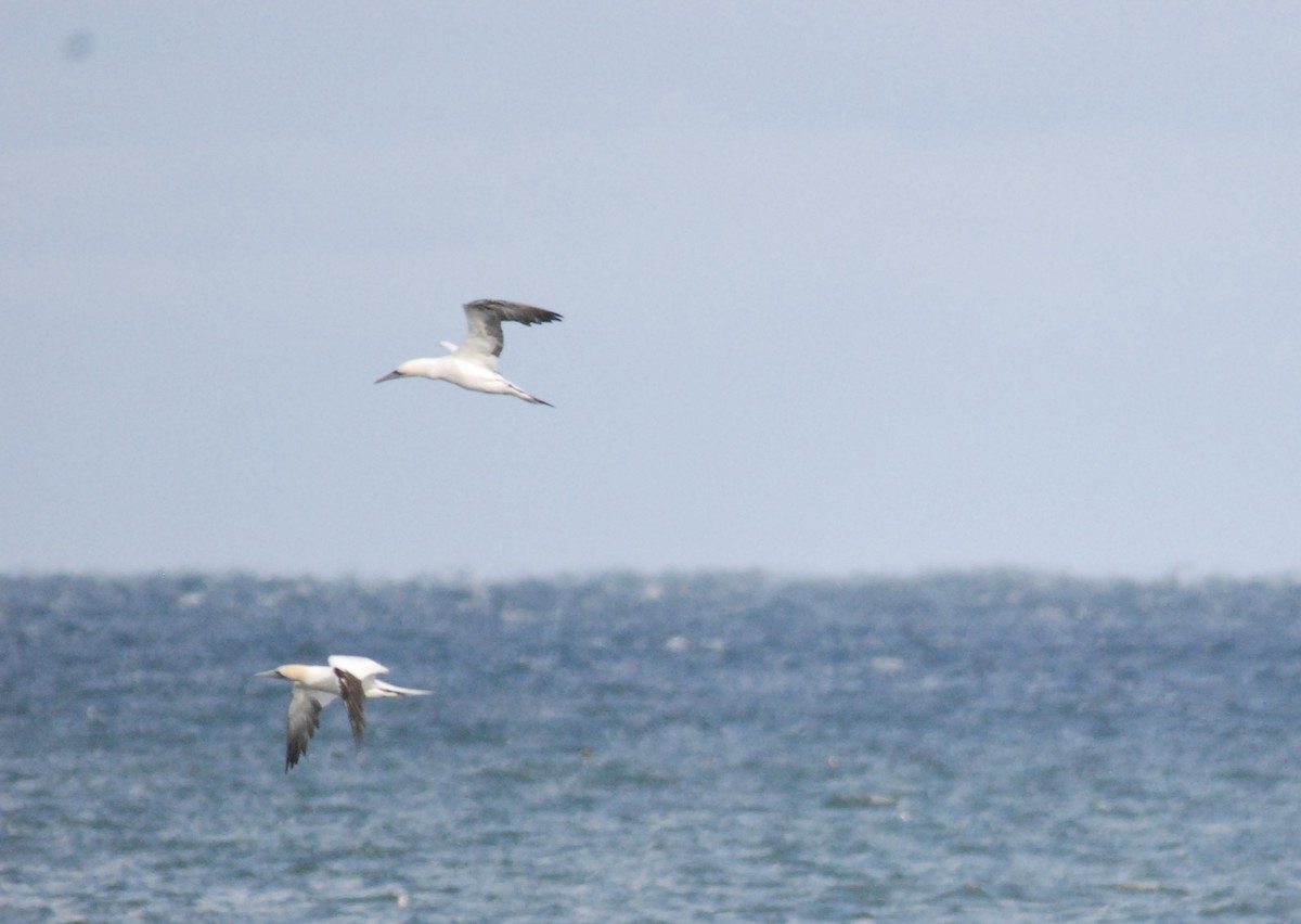 Alcatraz Atlántico - ML645228871