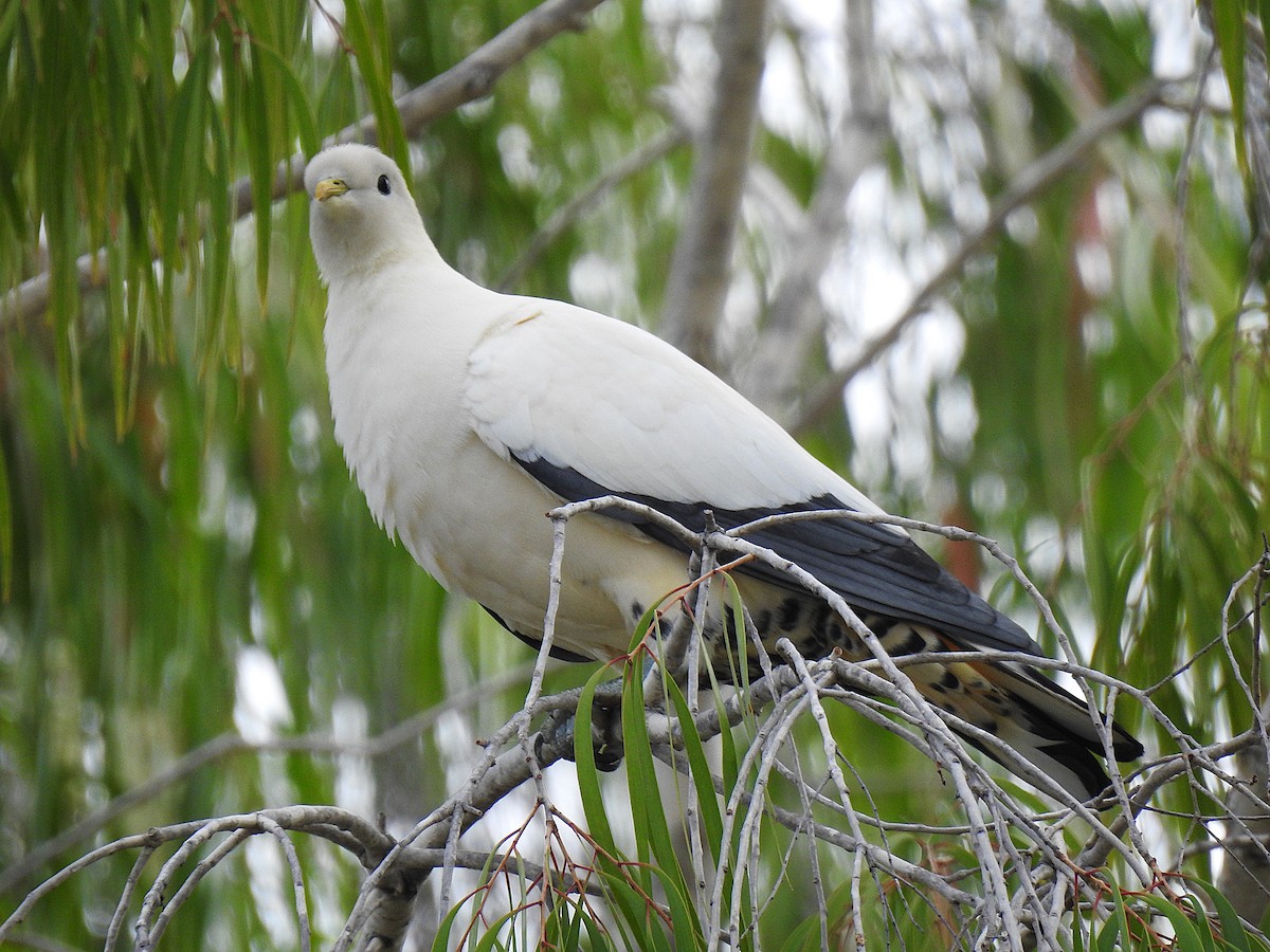 Carpophage argenté - ML645228872
