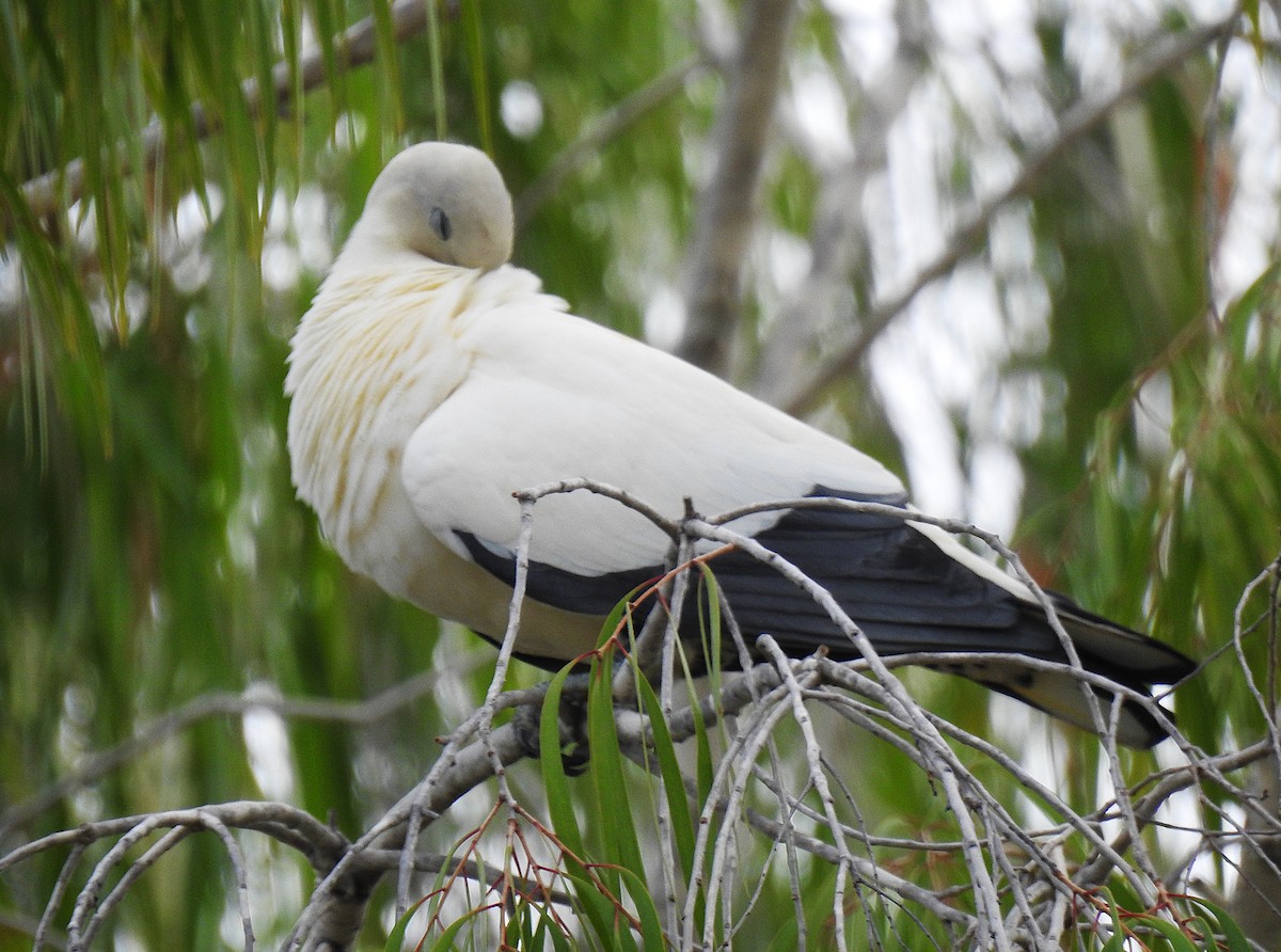 Carpophage argenté - ML645228873