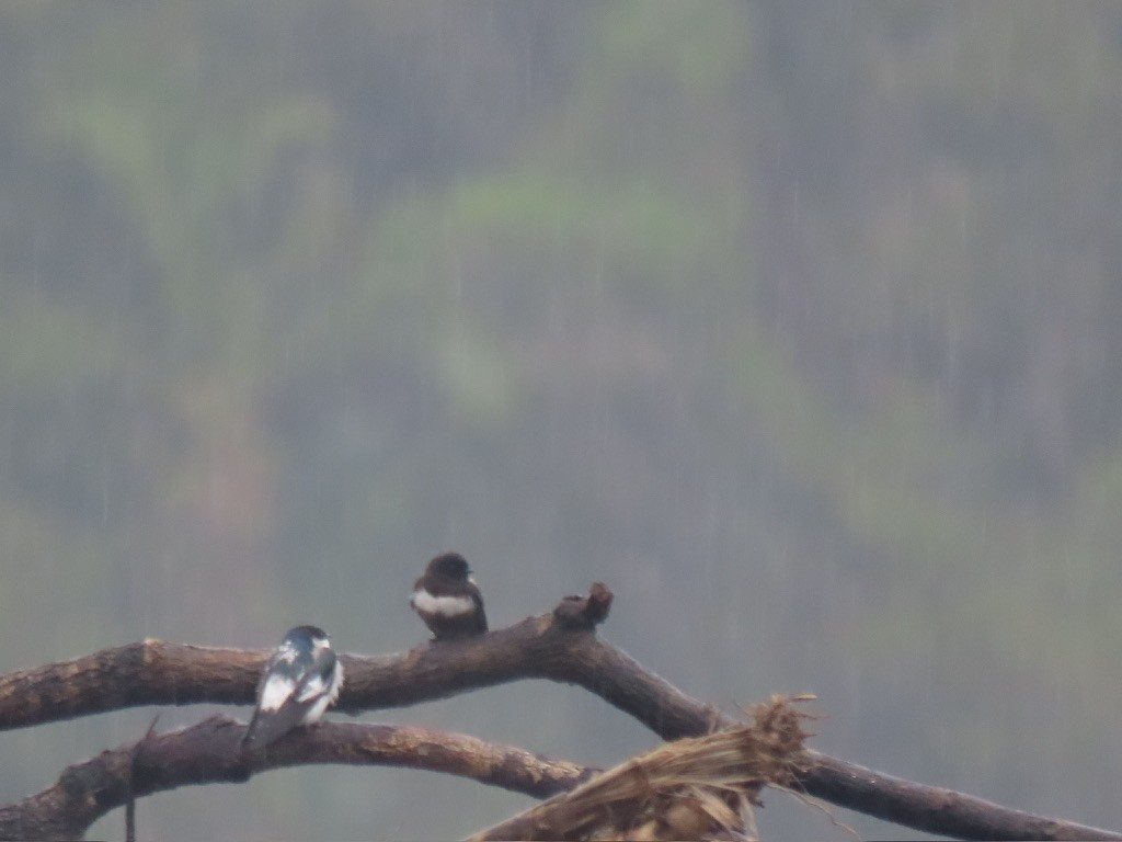 White-banded Swallow - ML645228877