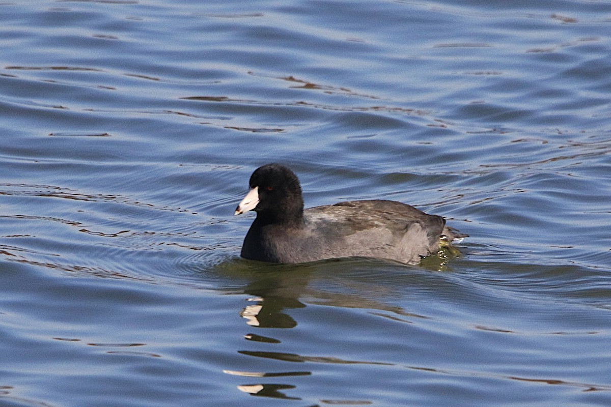 Foulque d'Amérique - ML645228878