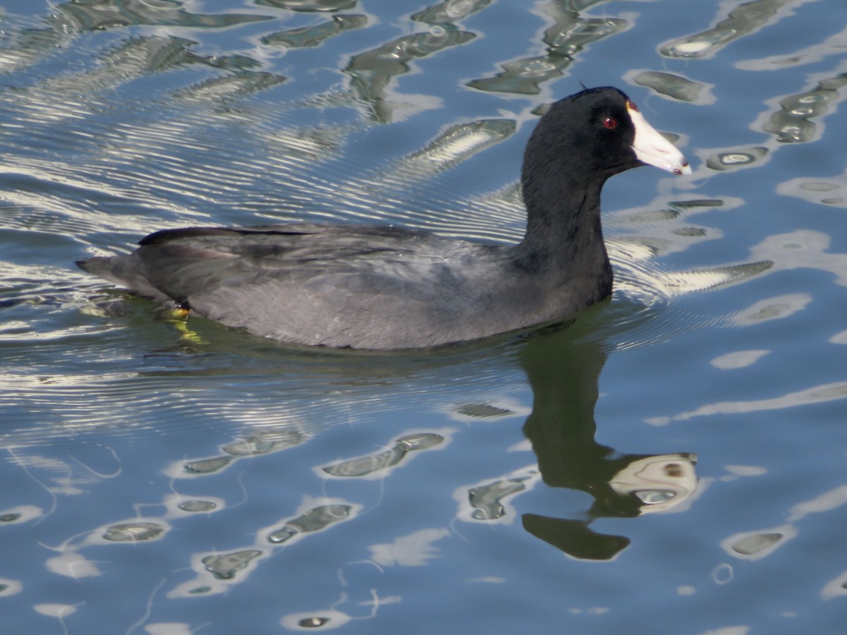 Foulque d'Amérique - ML645228884
