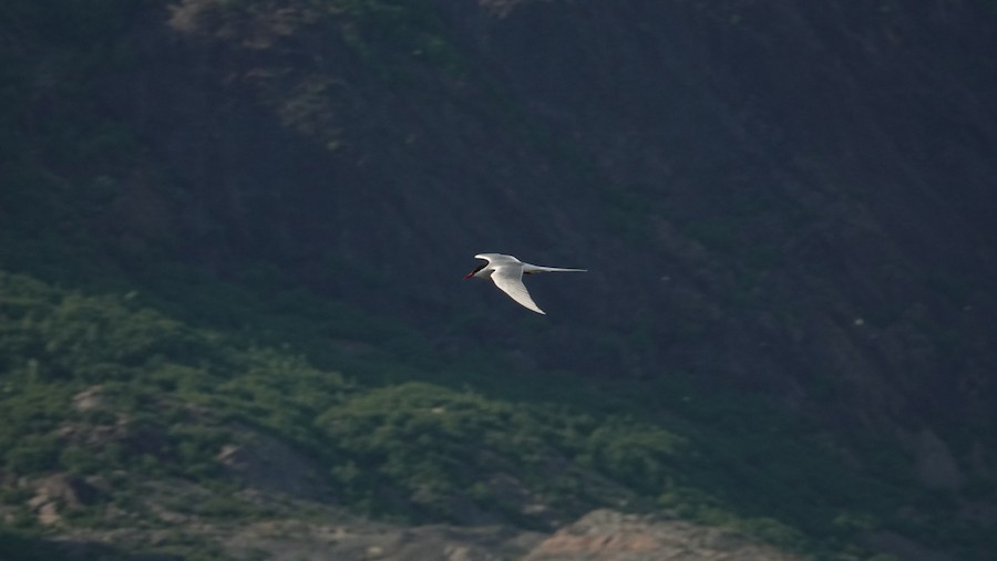 Arctic Tern - ML645228903