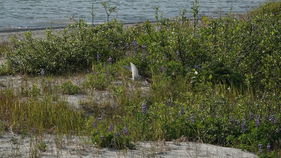 Arctic Tern - ML645228907